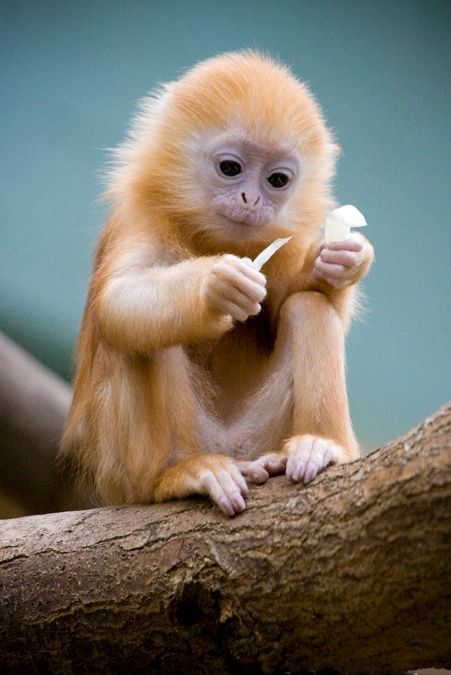 d4d19d8f62dafb2986b83f00543181e3--cute-monkey-cute-baby-monkey.jpg