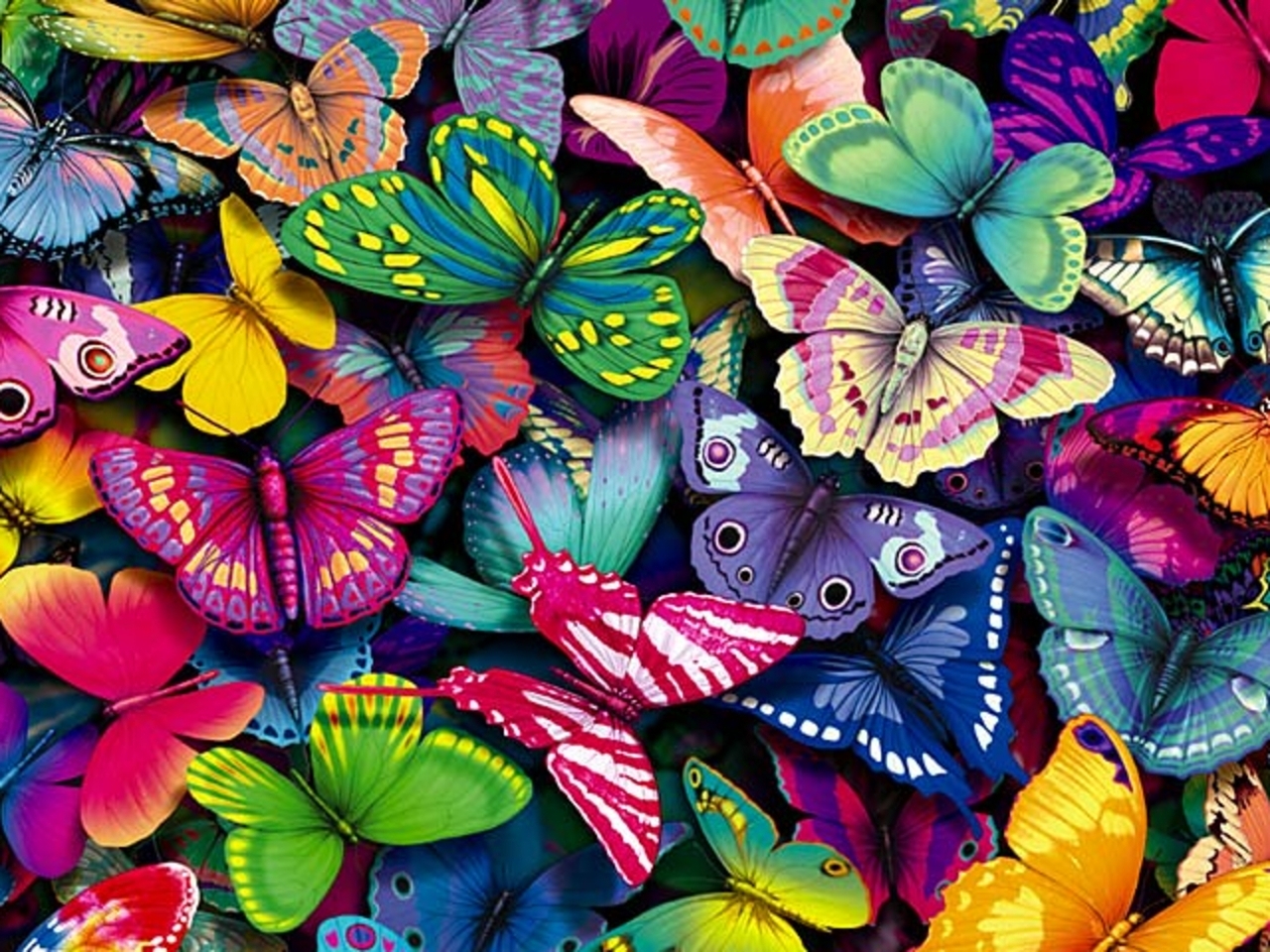 butterflies-yorkshire_rose-15990936-1280-960.jpg