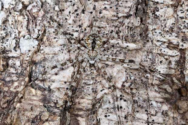 camouflage-spider_1808420i.jpg