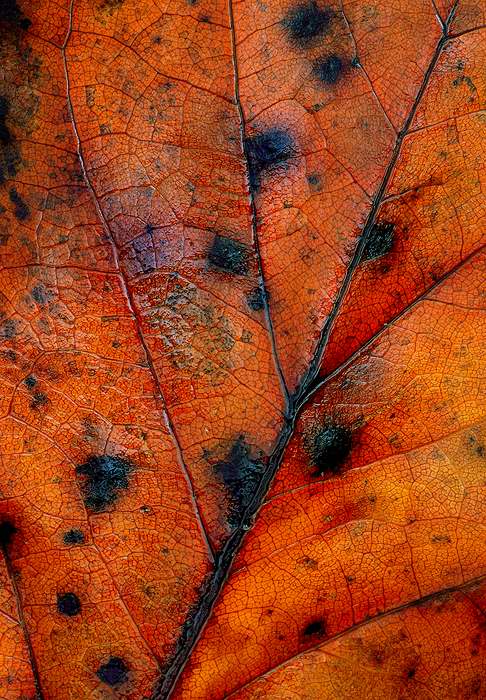 leaf-art-14.jpg