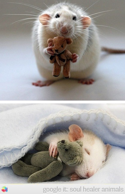 super-cute-white-mice-with-teddy-bear-sleeping.jpg