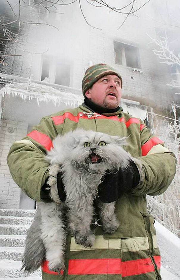 firefighters-rescuing-animals-saving-pets-49-5729f4c1c66b9__605.jpg