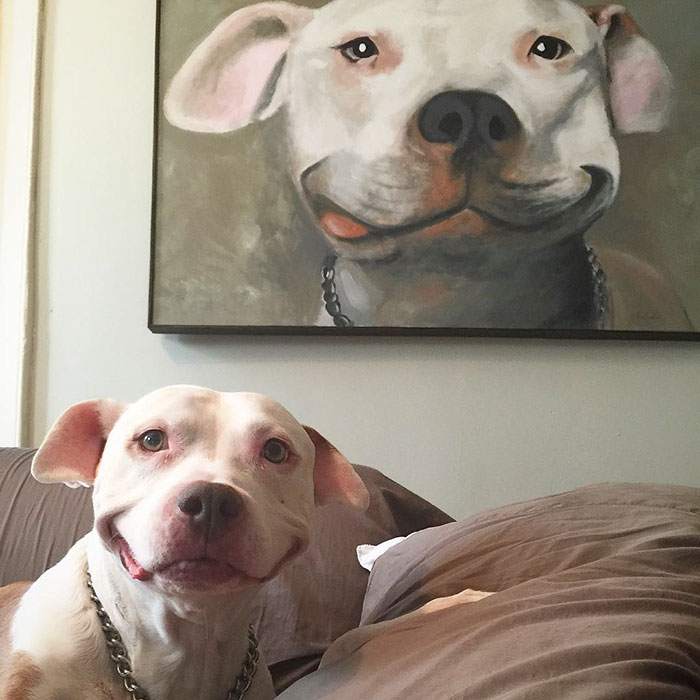 smiling-dog-stray-pit-bull-adopted-brinks-13.jpg