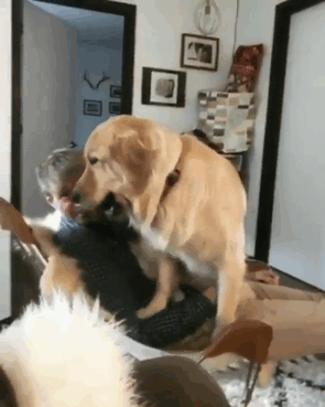 large-dogs-lap-dogs-84-599d3cd26d37c__700.gif