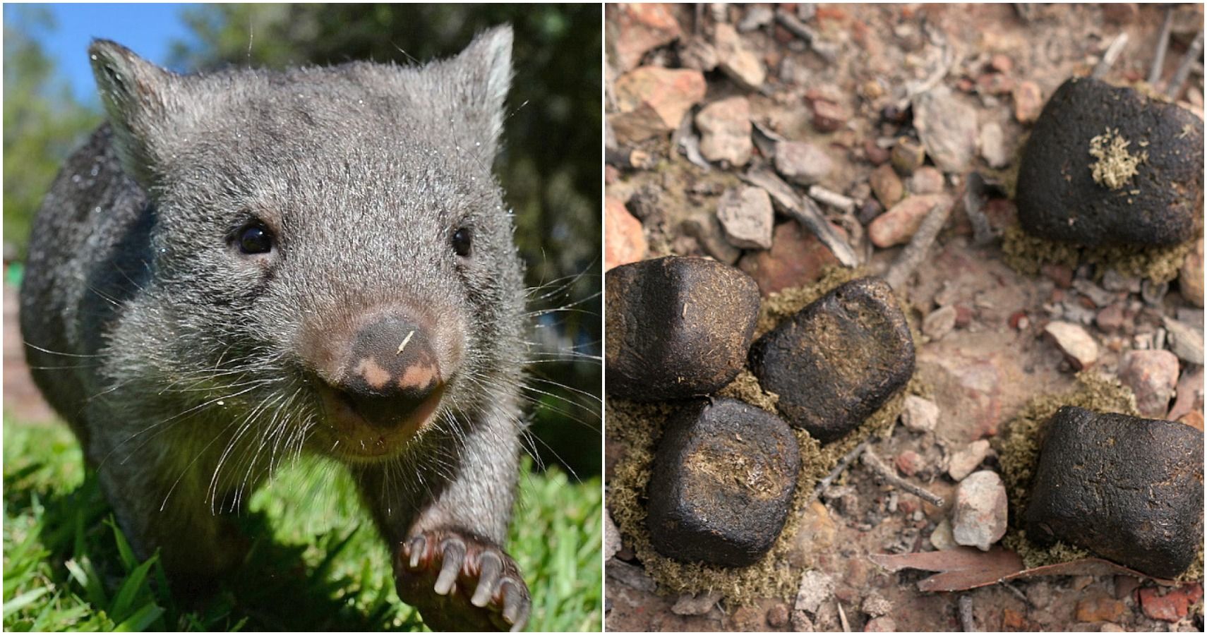 Cubic-Poop-via-Tourism-Australia-Reddit.jpg