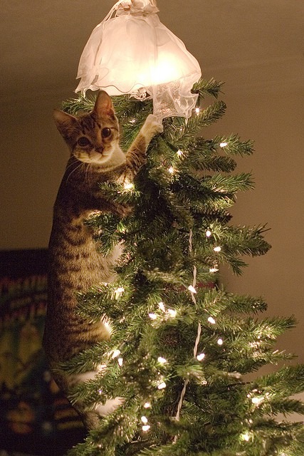 cat-destroying-christmas-tree-png.jpg