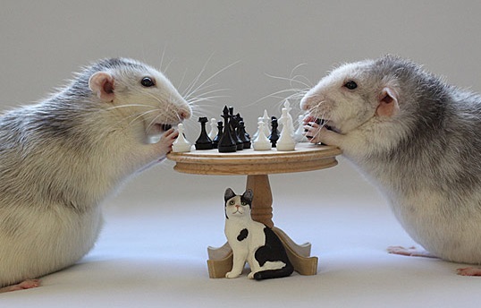 the-world_s-top-10-best-images-of-animals-playing-chess-3.jpg