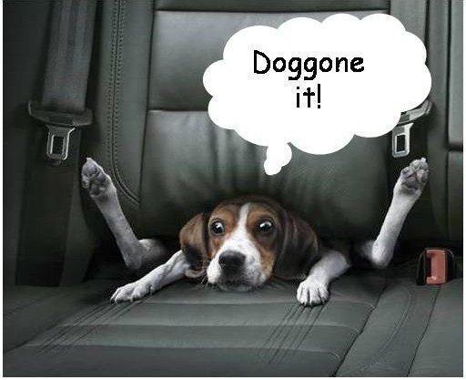 doggone-it1.jpg