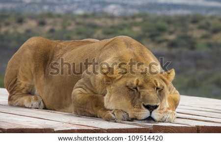 stock-photo-closeup-full-body-of-sleeping-lioness-laying-on-wooden-deck-narrow-depth-of-field-109514420.jpg