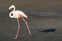 flamingo-shadow-swakopmund-namibia-59688036.jpg