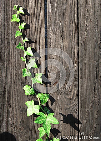 grenn-ivy-creeping-5940286.jpg