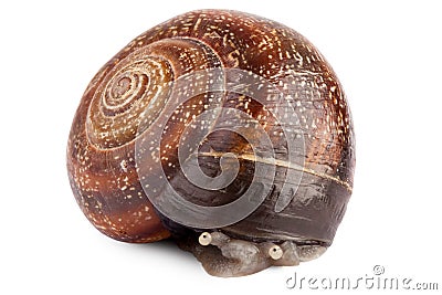 shy-snail-15668776.jpg