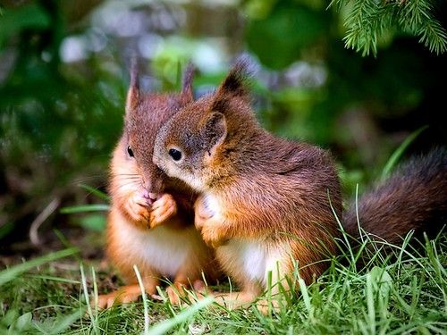 cute-squirrels.jpg