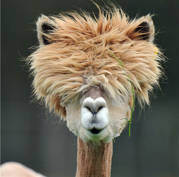 funny-alpacas-with-awesome-amazing-hilarious-hair-15.jpg