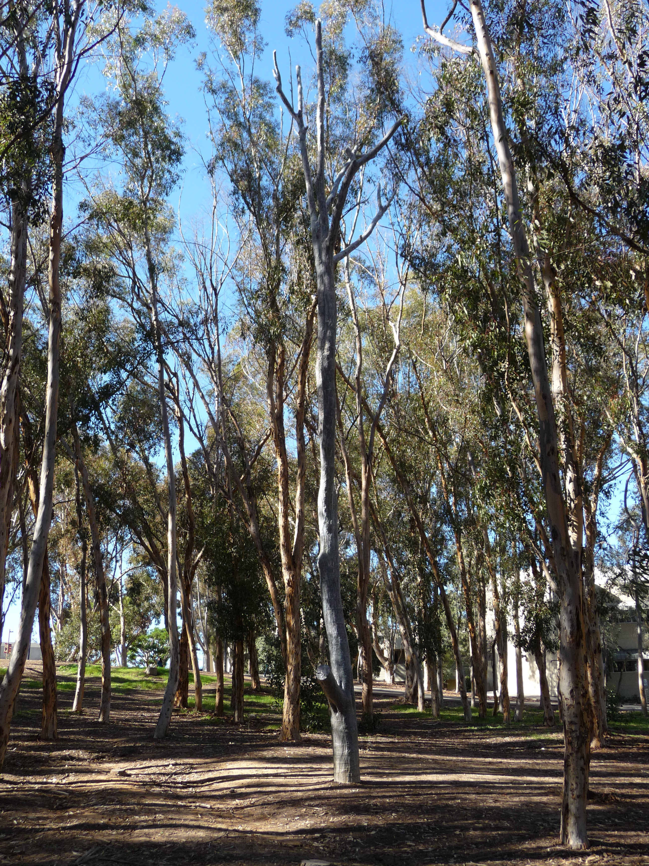 Singing_Tree,_UCSD.JPG