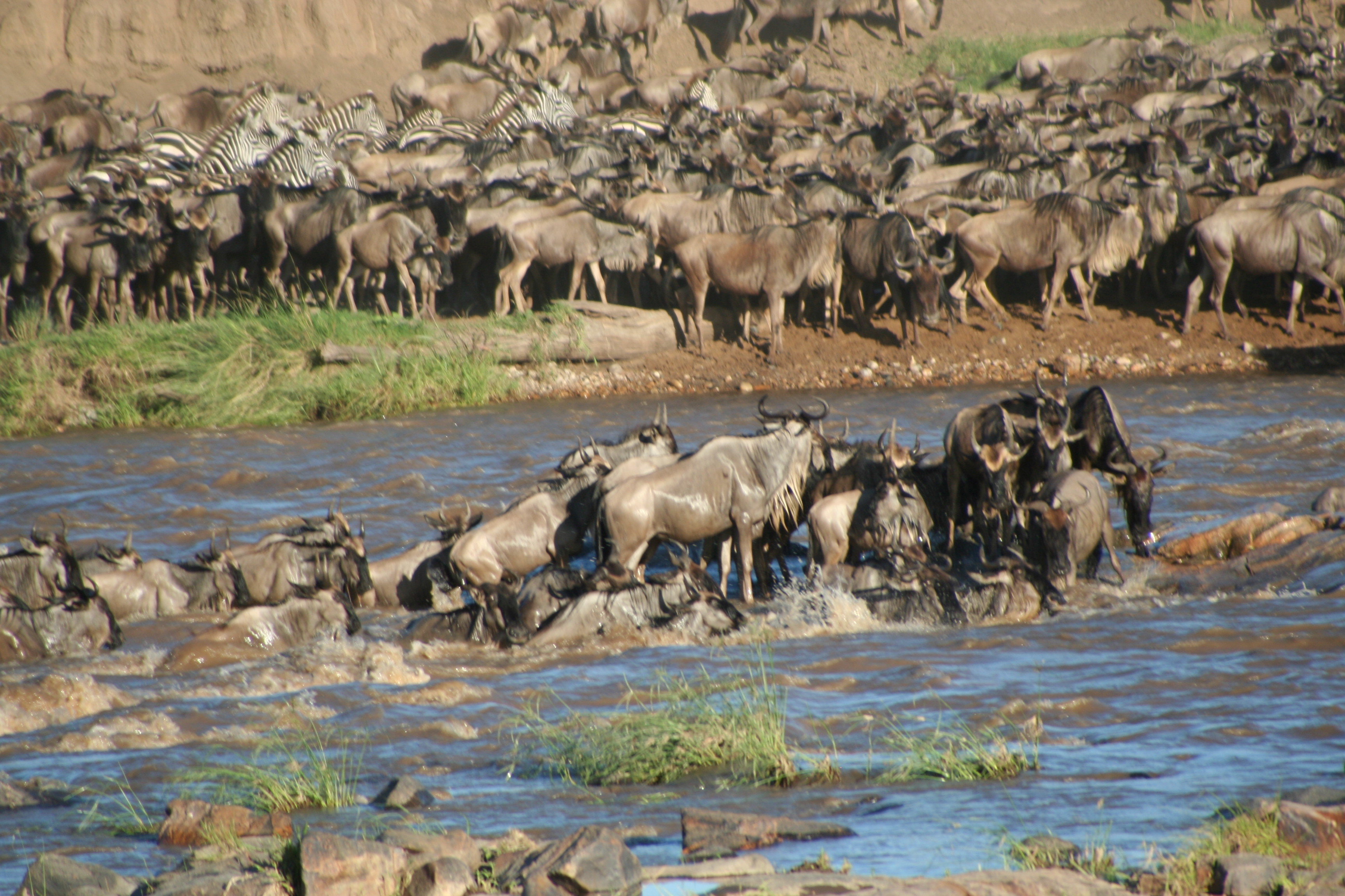 Wildebeest_crossing_river_-_Stefan_Swanepoel.jpg