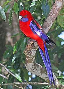 220px-Crimson_Rosella_JCB.jpg