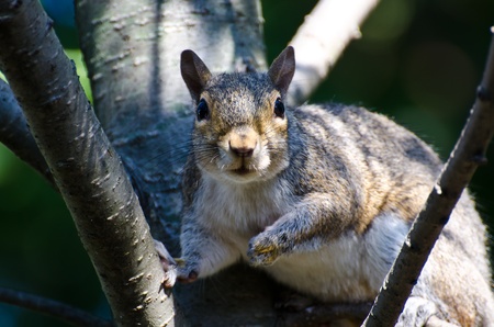 21607820-startled-squirrel-making-eye-contact.jpg