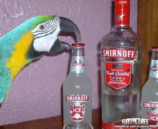 Parrot-Loves-Alcohol-Funny-Image.jpg