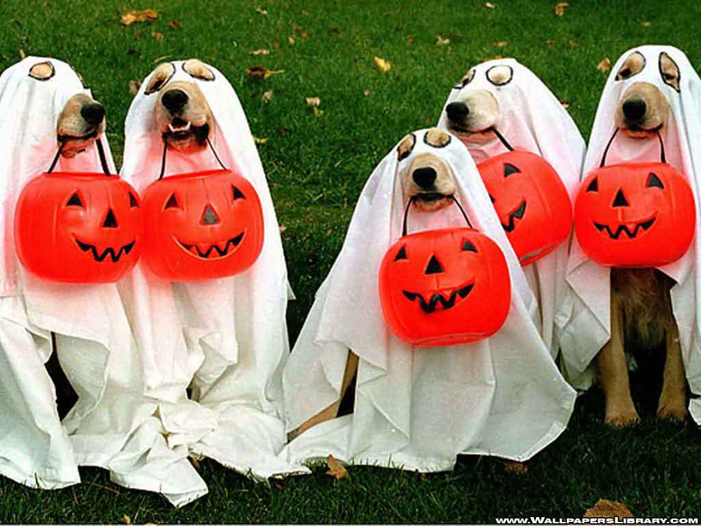 Funny-Halloween-Animals-Dog-With-Pupmkin.jpg