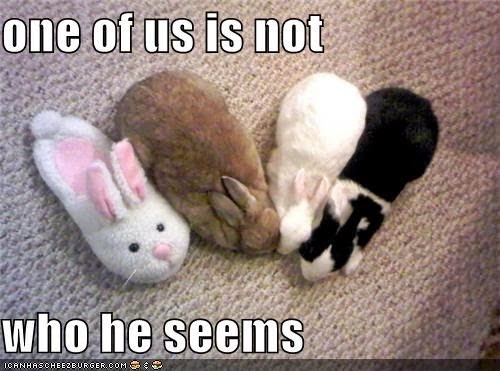 Funny-Bunny-Meme-One-Of-Us-Is-Not-Who-He-Seems-Photo.jpg