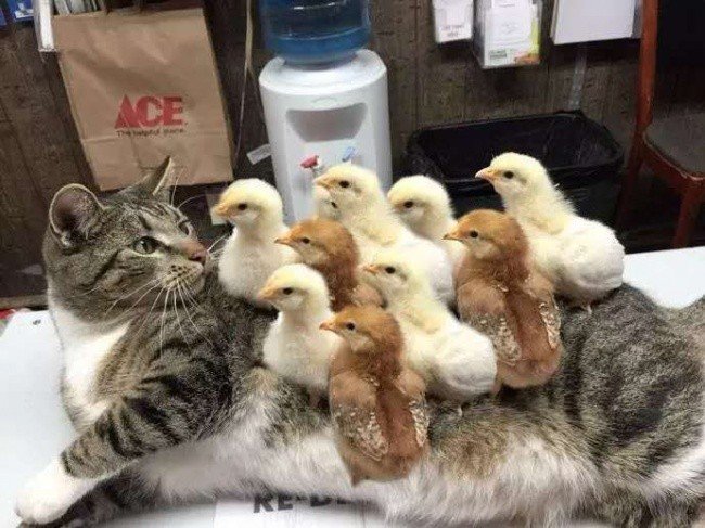 funny-cat-with-chicks.jpg
