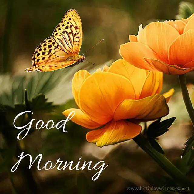 Good-morning-image-with-orange-flower-and-beautiful-butterfly.jpg