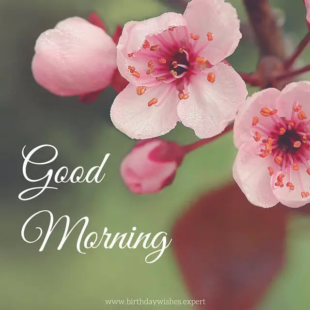 Good-morning-wish-on-image-with-pink-flower.jpg