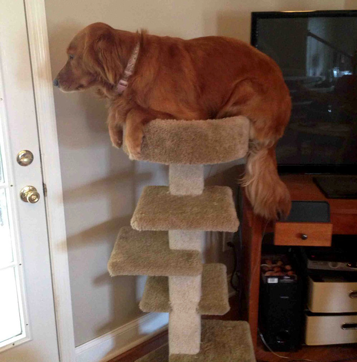 dog-atop-cat-tree.jpg