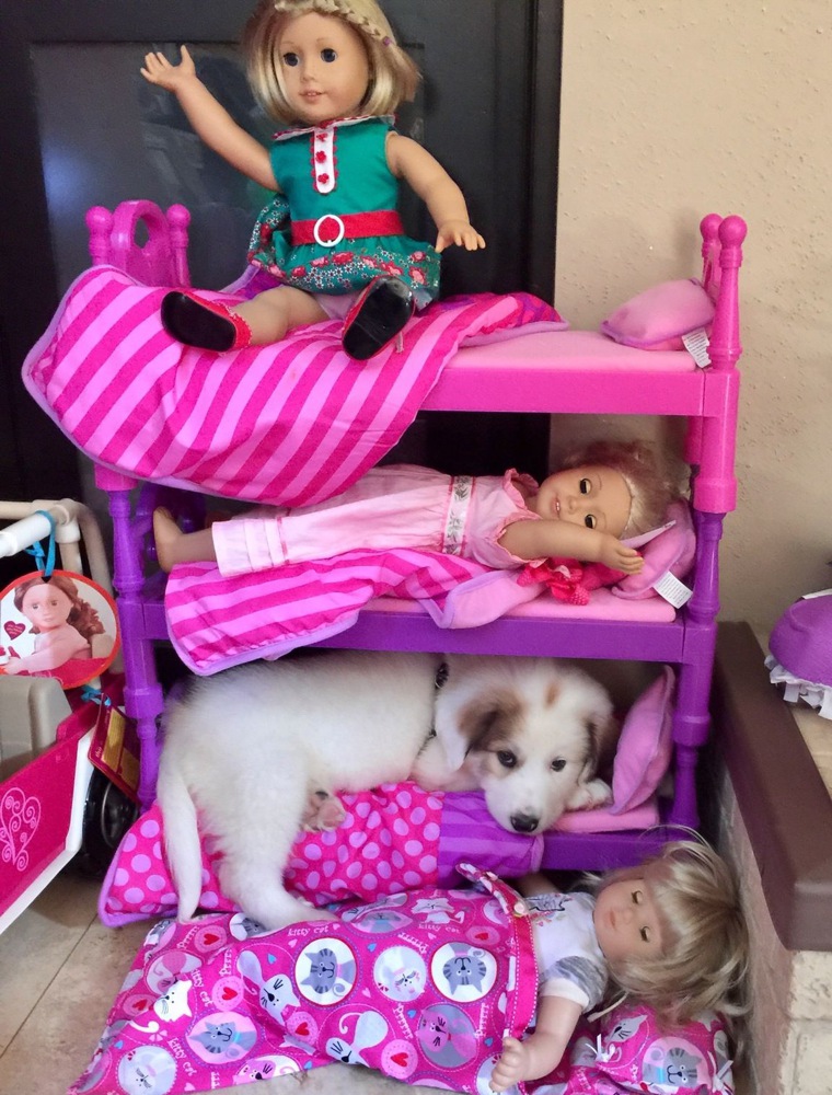 puppy-on-doll-bunkbed.jpg