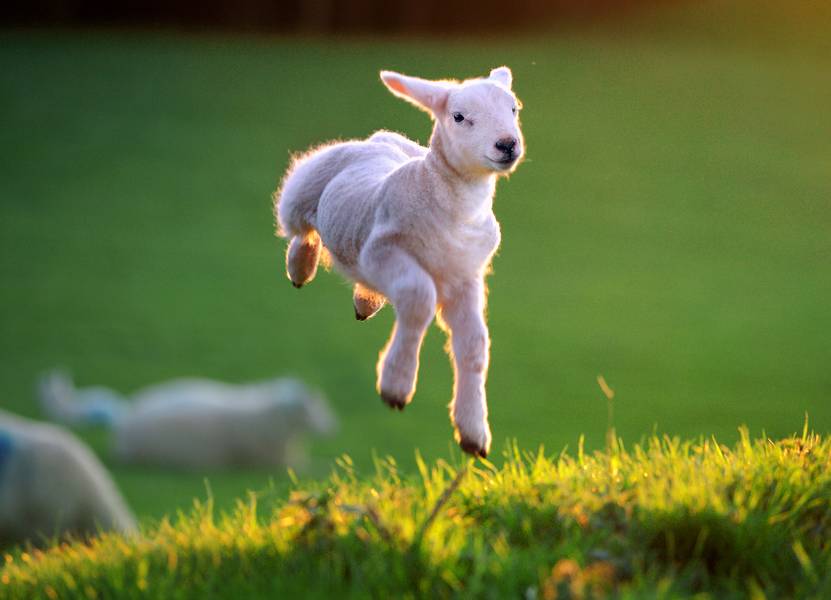 spring-lamb.jpg