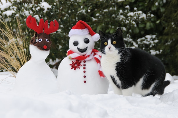 christmas-cats-sad-snowrein.jpg
