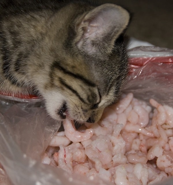 catster-cat-criminal-shrimp.jpg