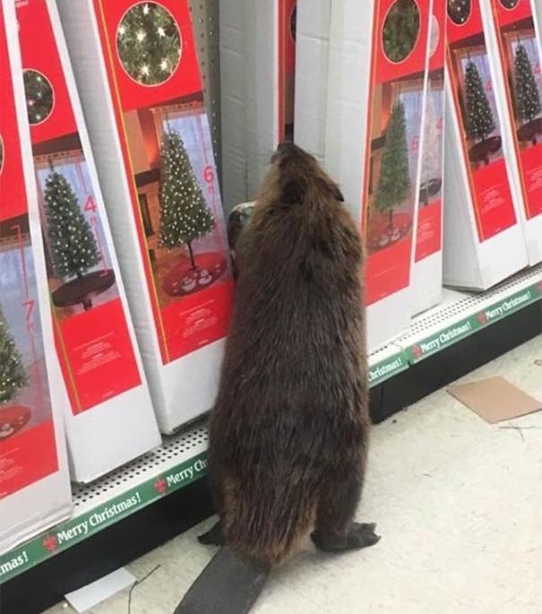 Beaver-Christmas-Shopping-St-Marys-Sheriff-Dpt.jpg