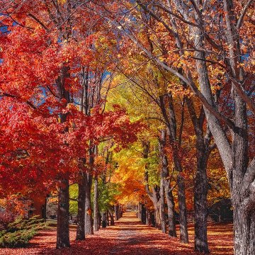 autumn-colors.jpg