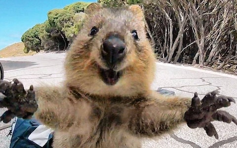 JS121951058_quokka_trans_NvBQzQNjv4Bqh1nUOO6qQ8PRm2VajjTi9tkDrcV3BLX3J2OU2qLhe68.jpg