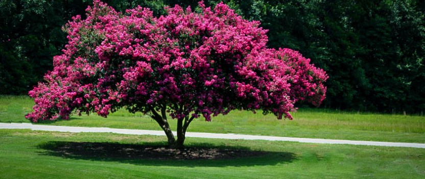 crape-myrtle-main-image-short-832x350.jpg